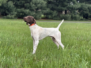 Knox